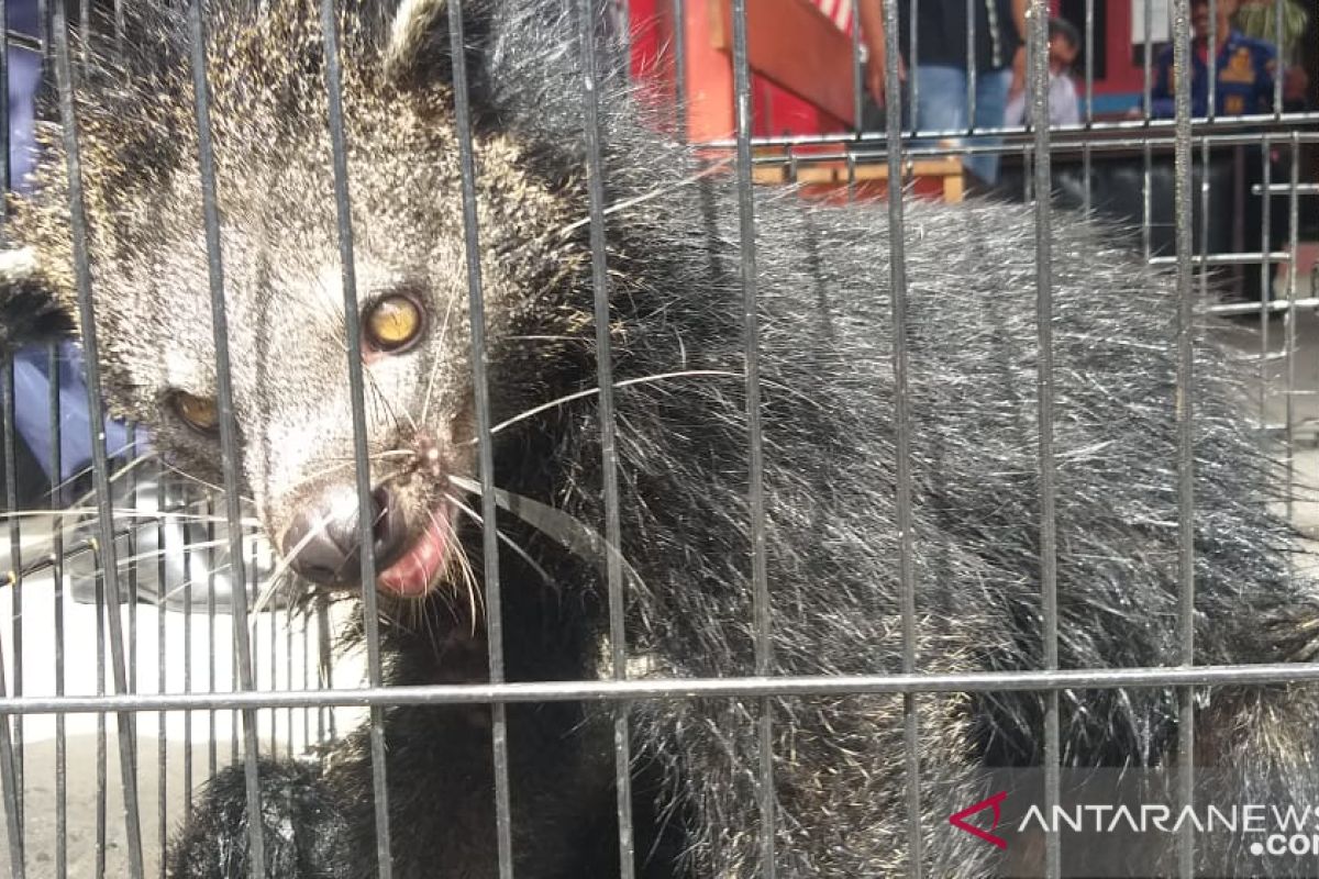 Damkar Payakumbuh serahkan Binturong yang masuk rumah warga ke BKSDA