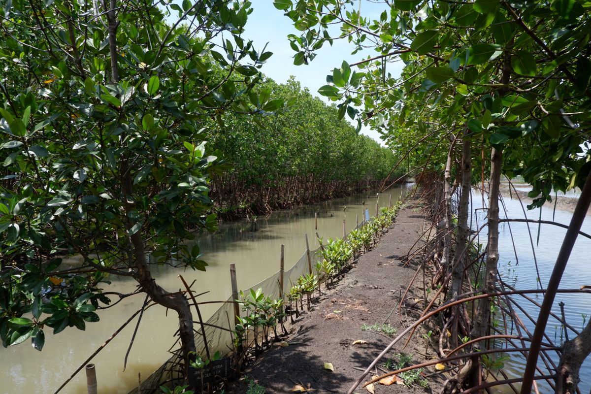 Djarum Trees for Life capai tonggak satu juta mangrove untuk kehidupan