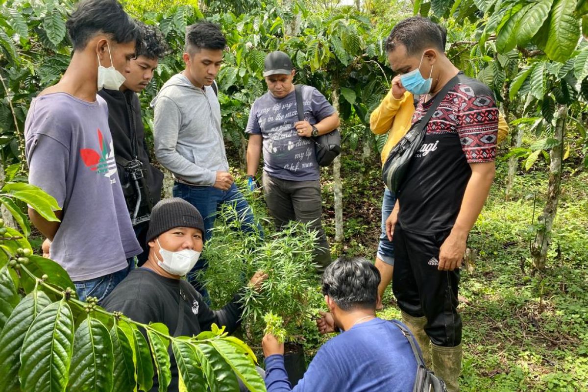 Belasan batang tanaman ganja ditemukan di Lembah Masurai Merangin, Jambi