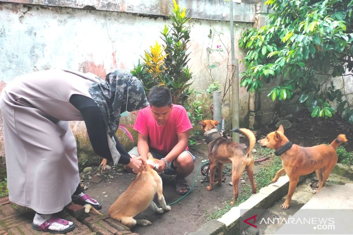 Digigit anjing, anak usia enam tahun di Sikka positif rabies