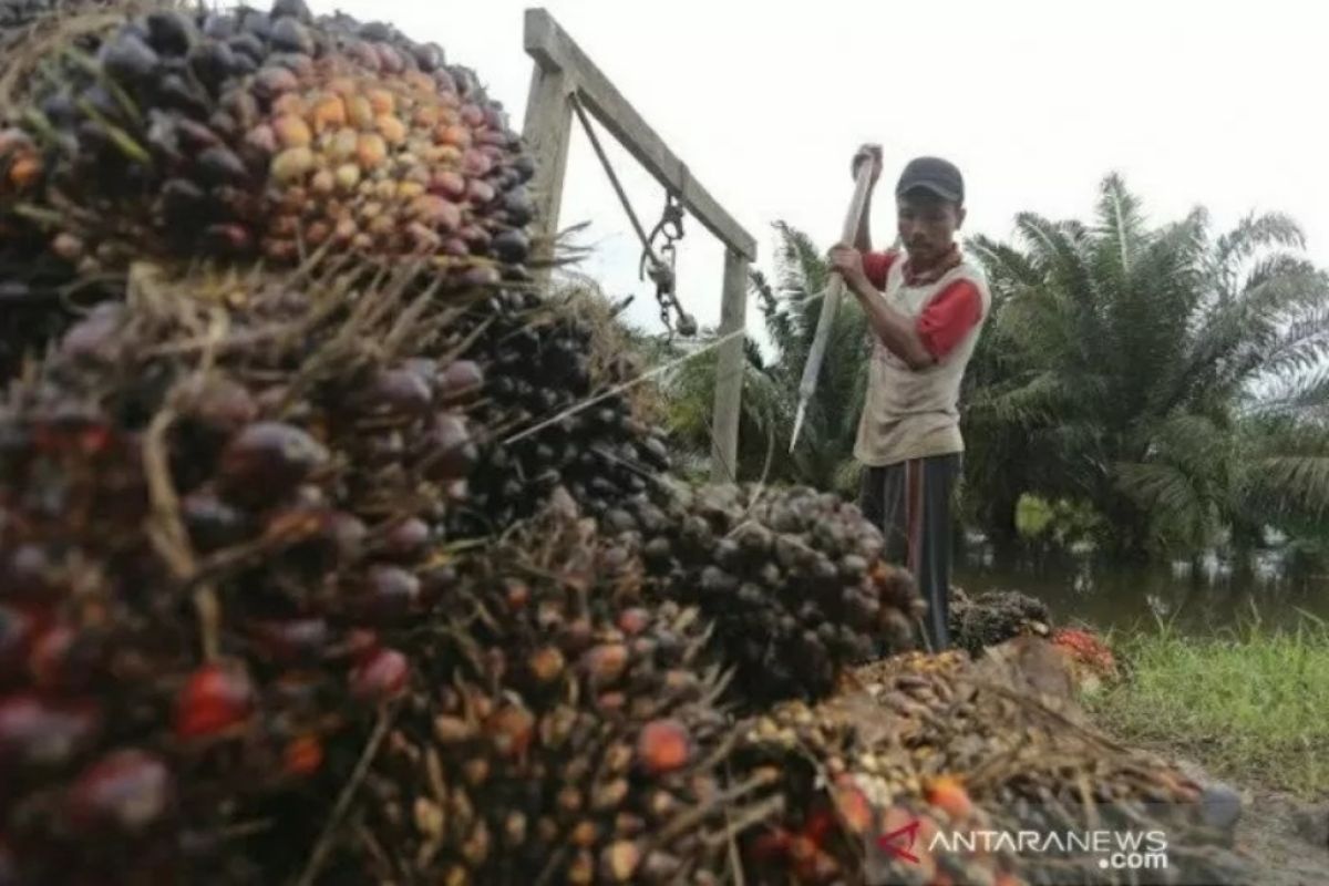 Sawit, masa depan energi terbaharukan dan bernilai kampanye hijau