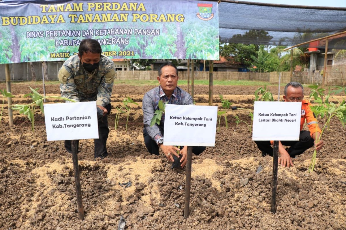 Pemkab Tangerang ajak para petani budidayakan porang secara mandiri