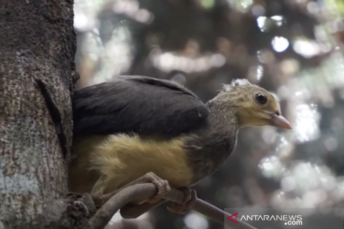 Melindungi Maleo  di luar Kawasan Konservasi