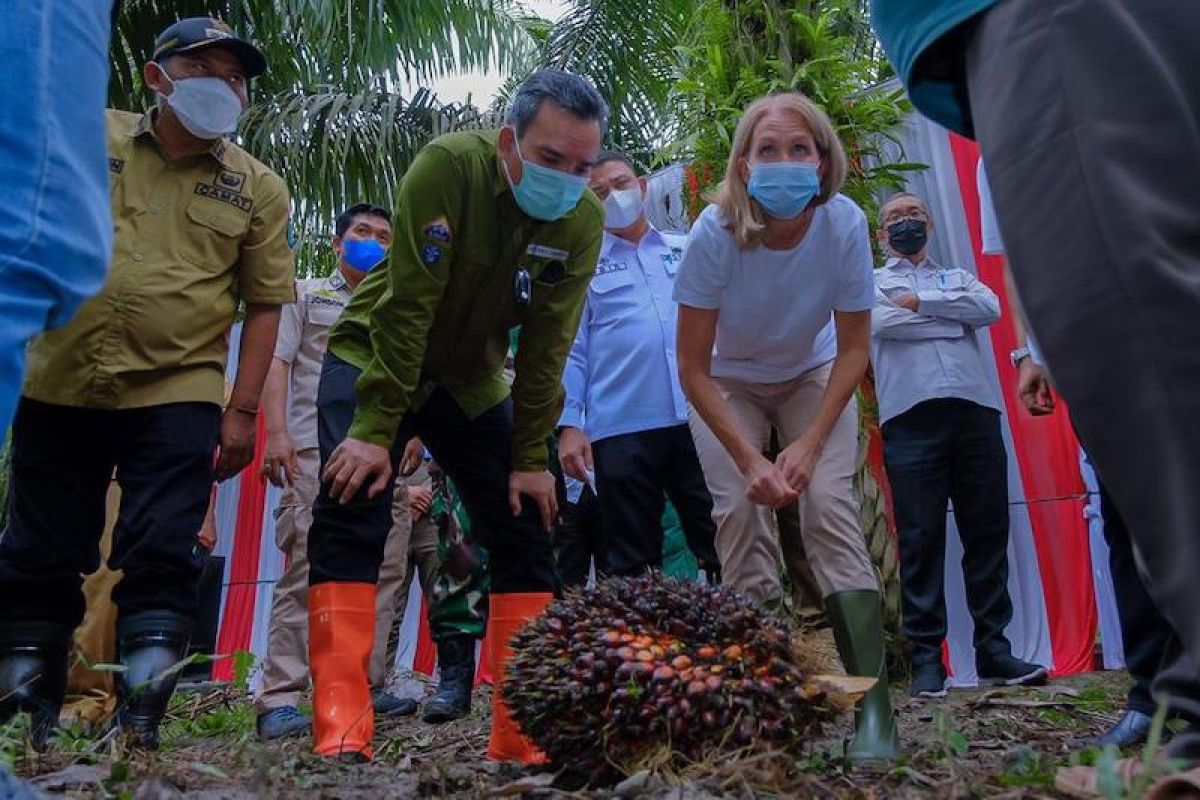 Duta Besar Norwegia kunjungi petani sawit Bayung Lecir Muba