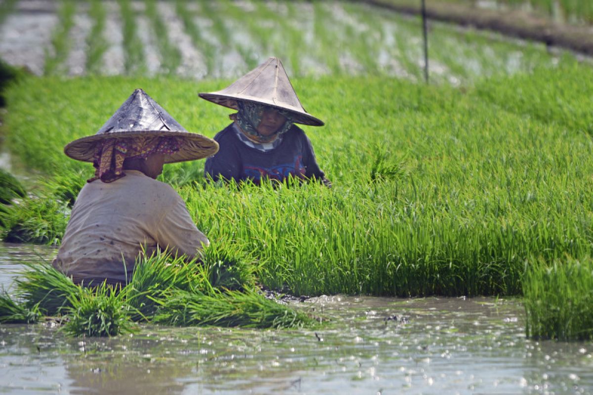 SIMURP tingkatkan partisipasi kelembagaan petani dalam penerapan inovasi dan teknologi