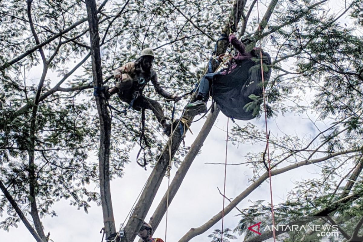 Wanita penerbang paralayang di Puncak Bogor tersangkut di pohon