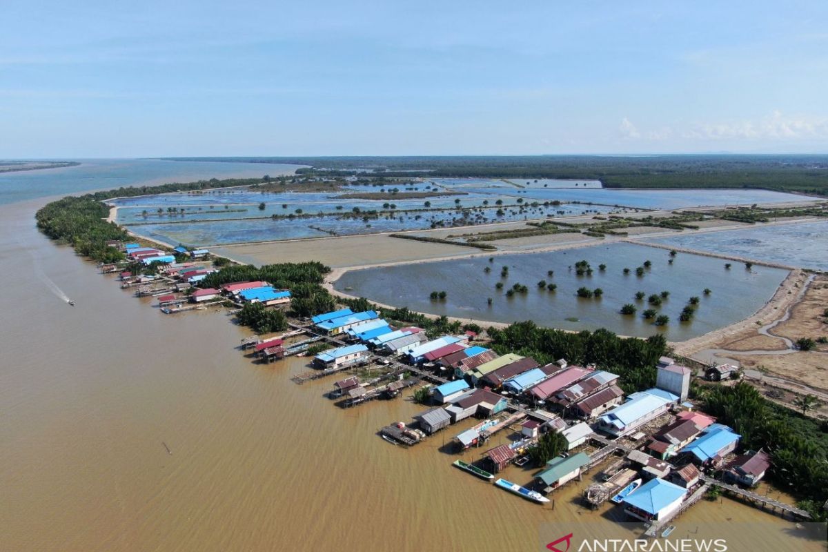 PII konservasi mangrove berbasis ekonomi masyarakat di Berau dengan budidaya udang