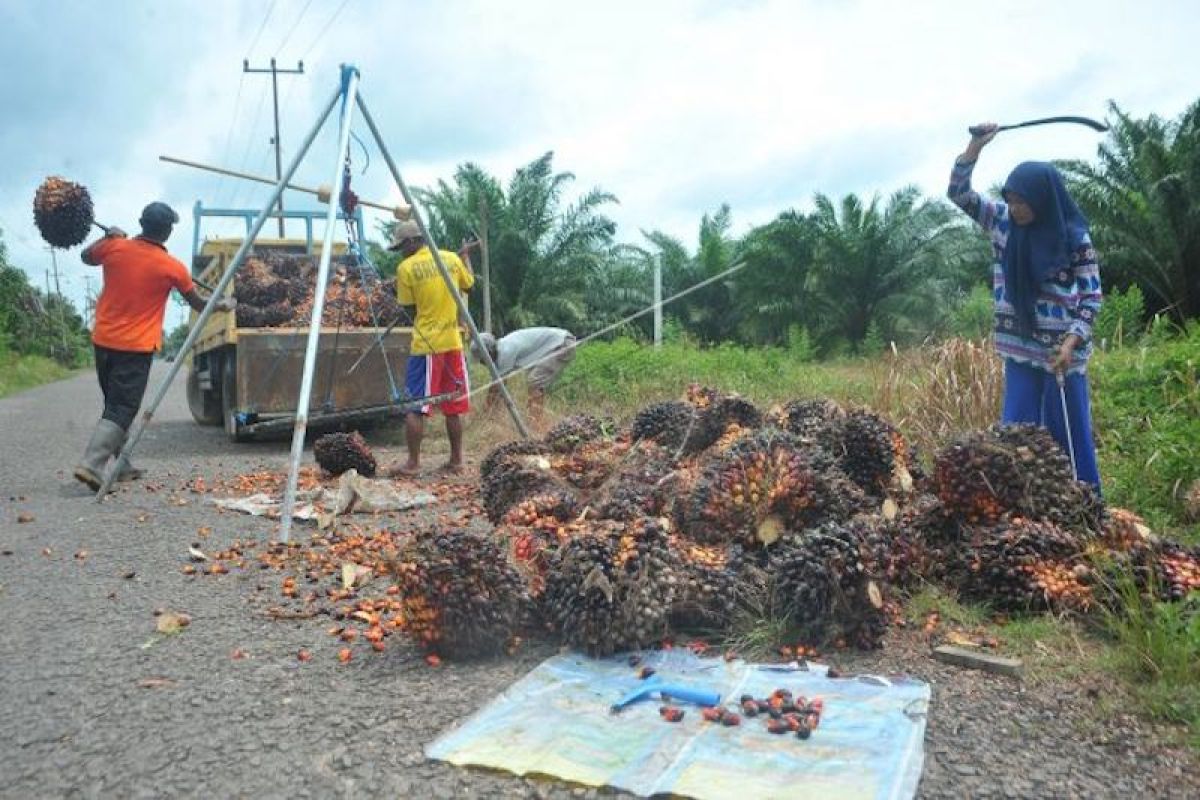 Nilai tukar petani perkebunan rakyat di  Sumsel membaik November 2021