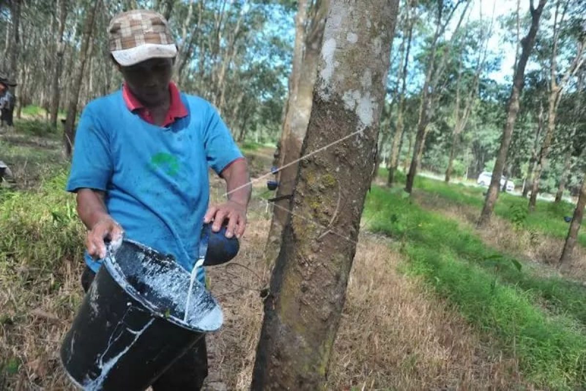 Kelompok tani di OKU dapat bantuan cairan pembeku getah karet