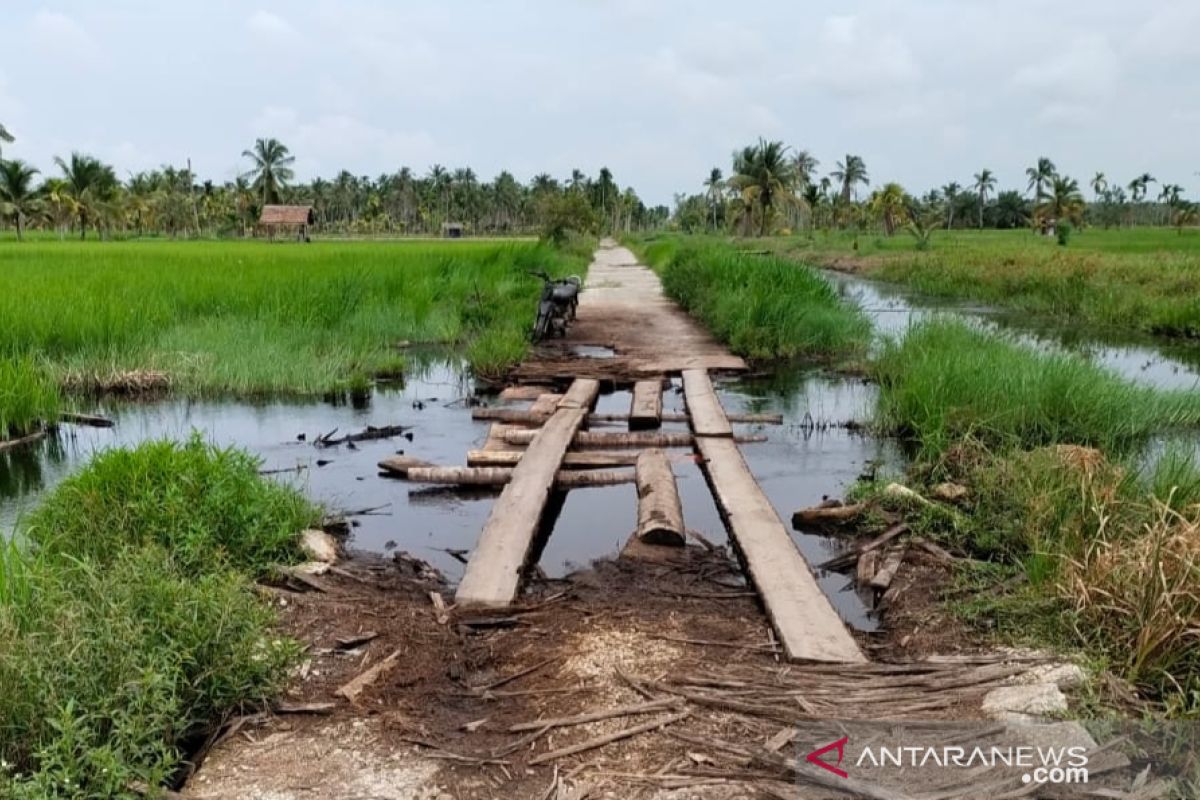 Sawah gagal panen akibat rob, Sopandi : Pak Gub, tanggulnya sudah jebol