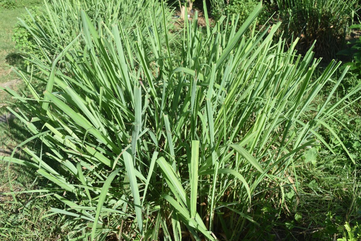 Lemongrass can help repel mosquitoes post floods: expert