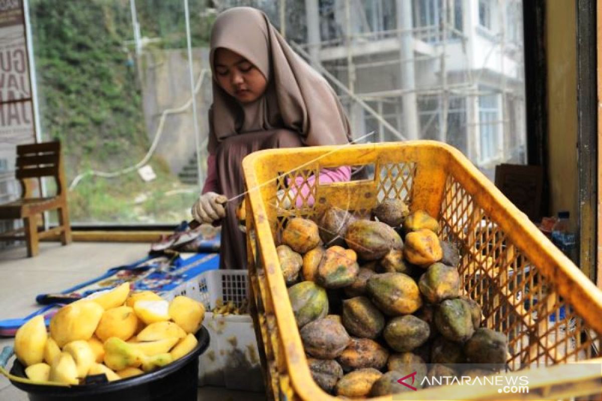 Carica Oleh-Oleh Khas Dieng