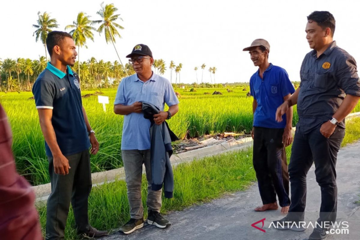 Ketua DPRD Meranti minta pemerintah tak cuek dengan sawah terendam rob