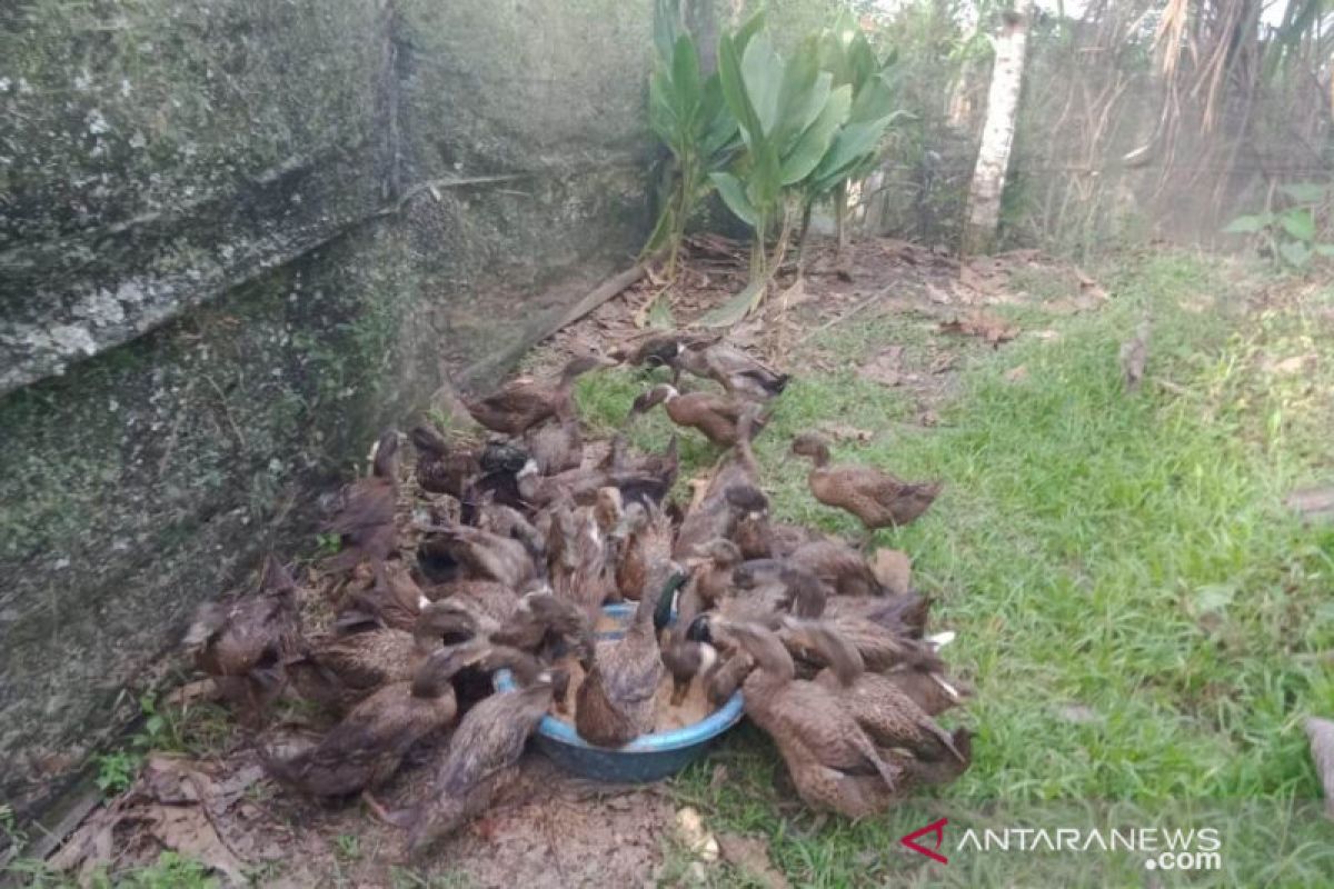 PKM Faterna UNAND Bantu Pembibitan Itik Pitalah di Nagari Surian, Kabupaten Solok