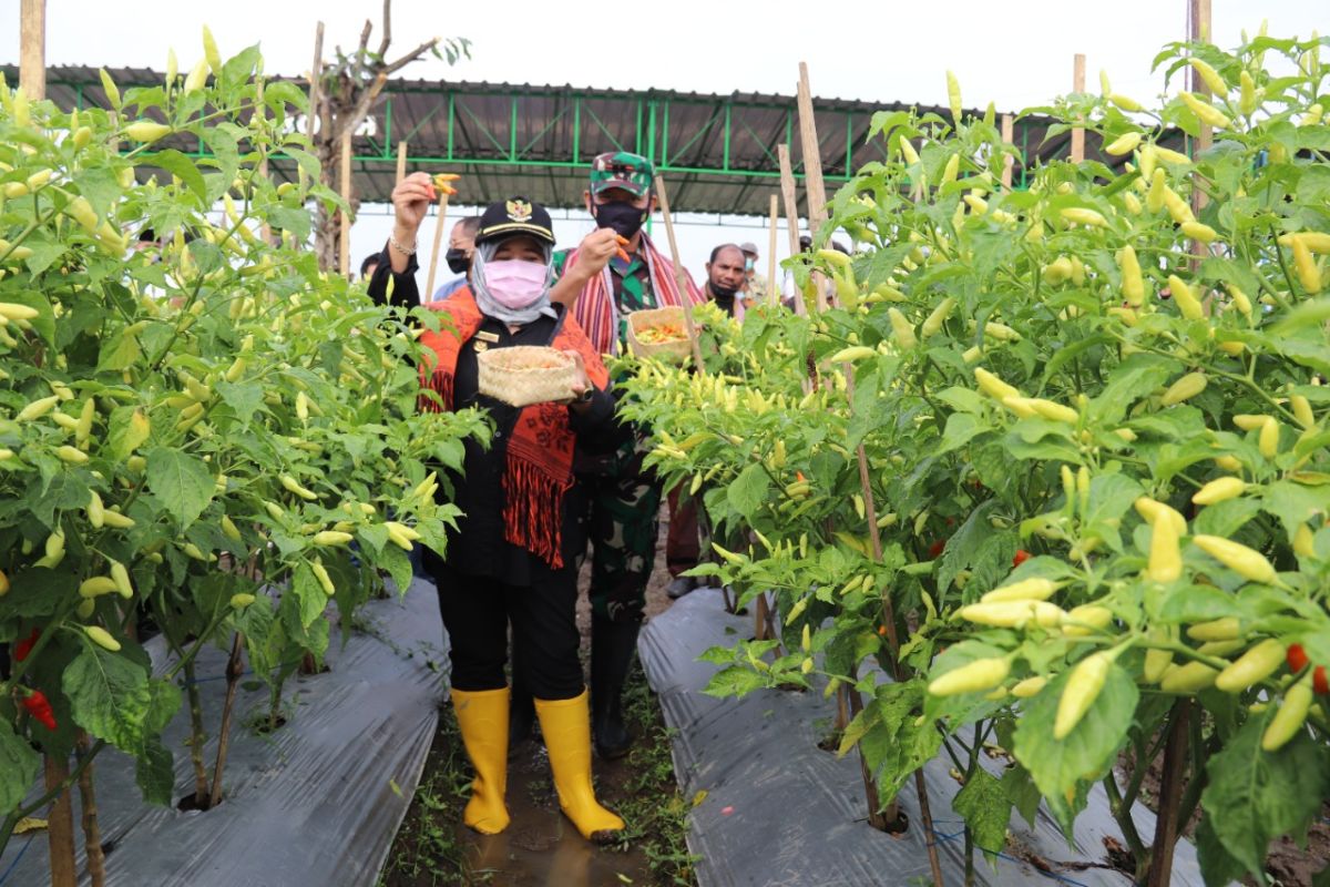 Petani milenial asal NTT panen perdana cabai di Sleman