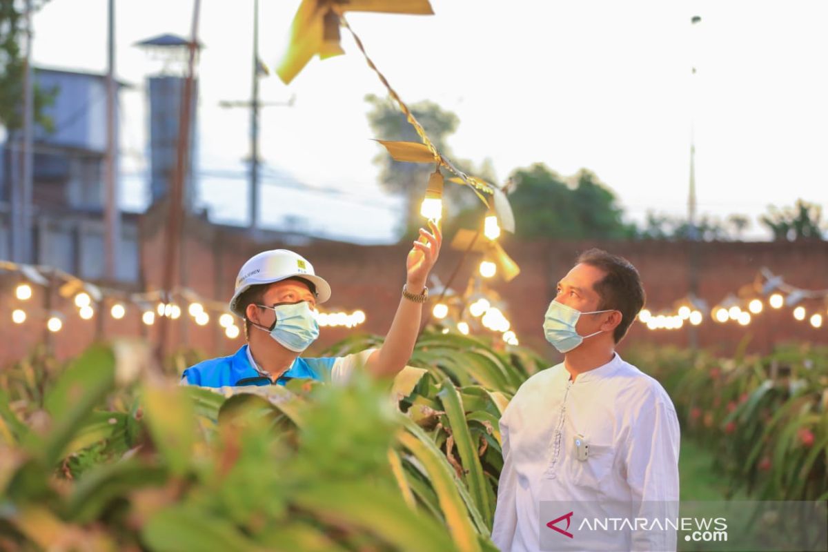 PLN hadirkan listrik andal tingkatkan produktifitas petani hortikultura