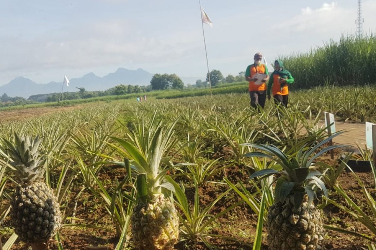 Kudus miliki desa wisata penghasil  nanas dari berbagai daerah