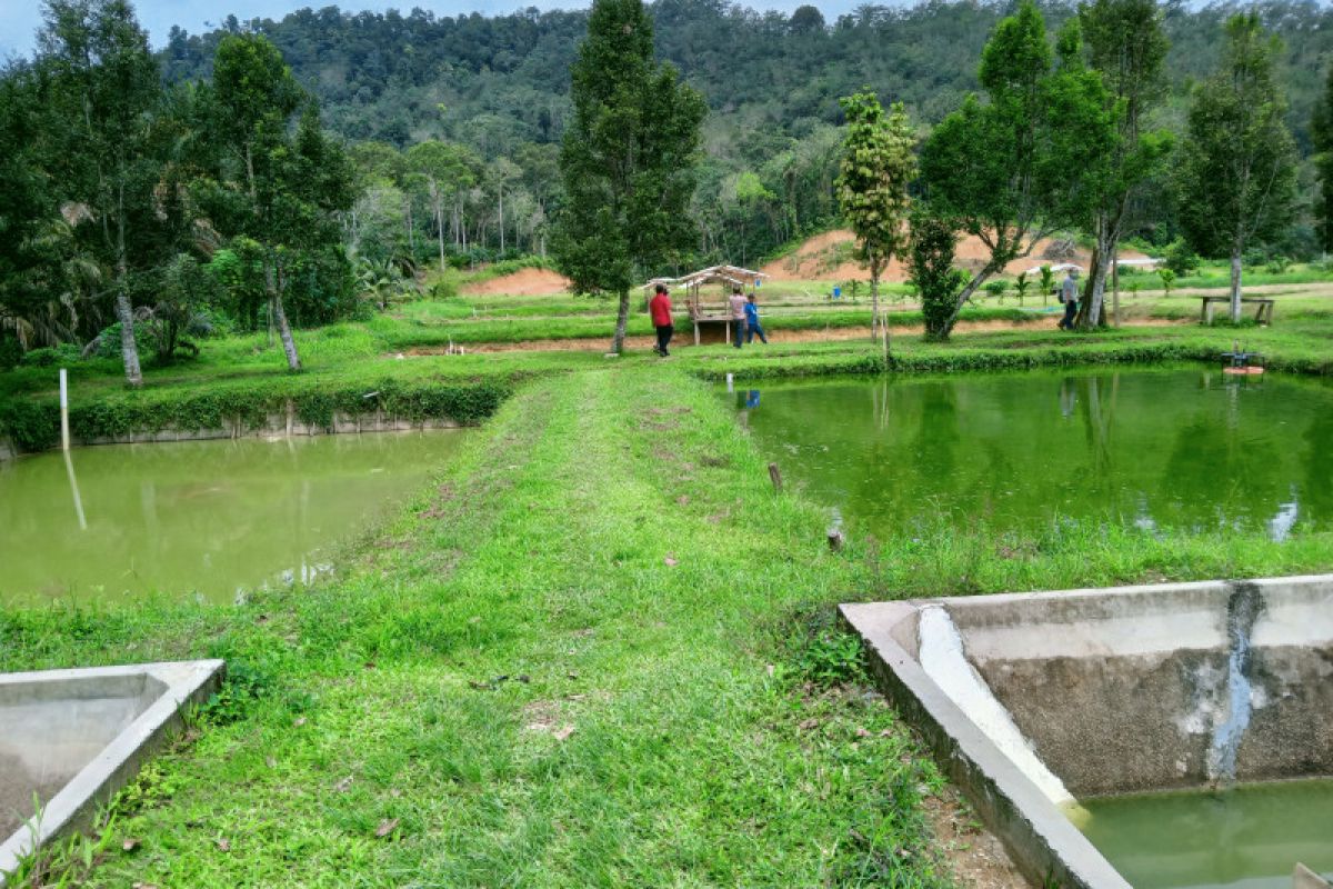 Staf Khusus Menteri Kelautan dan Perikanan kunjungi Kampung Patin, ada apa?