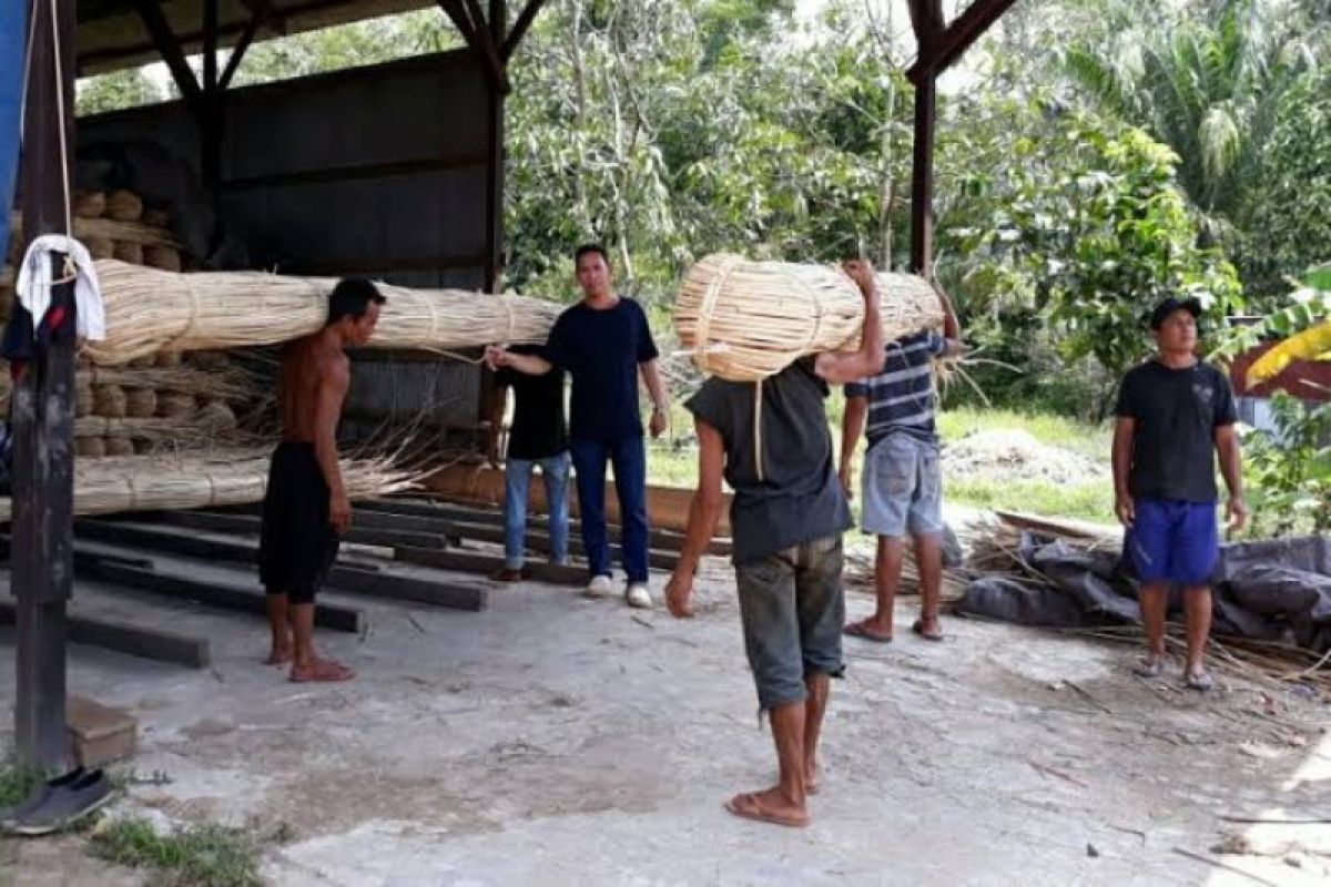 Petani rotan di Kotim menjerit harga anjlok