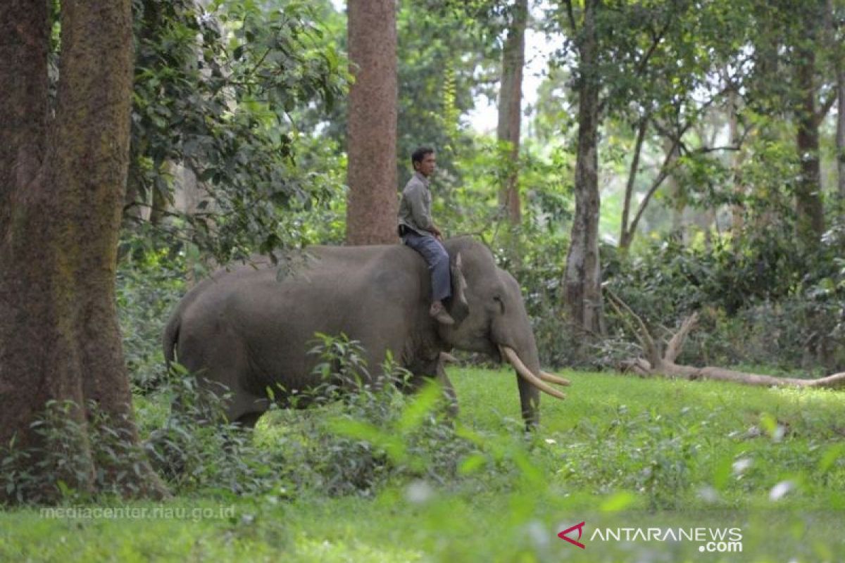 Gajah liar yang masuki desa di Kampar, ini yang dilakukan BBKSDA