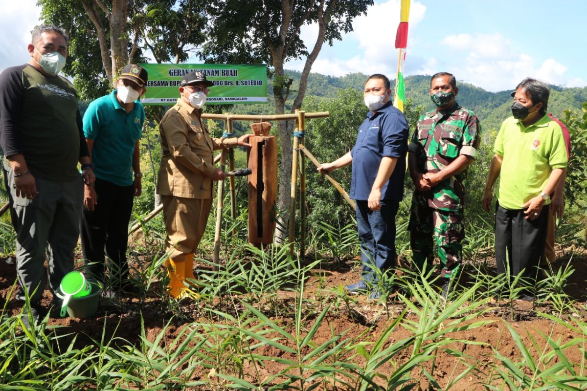 Pemkab Kulon Progo galakkan gerakan tanam buah tingkatkan pendapatan masyarakat