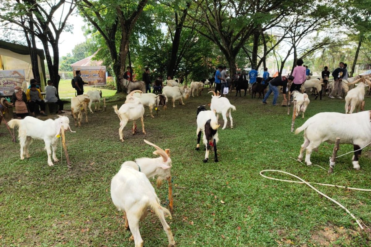 60 kambing ikut kontes di Universitas Pahlawan Kampar