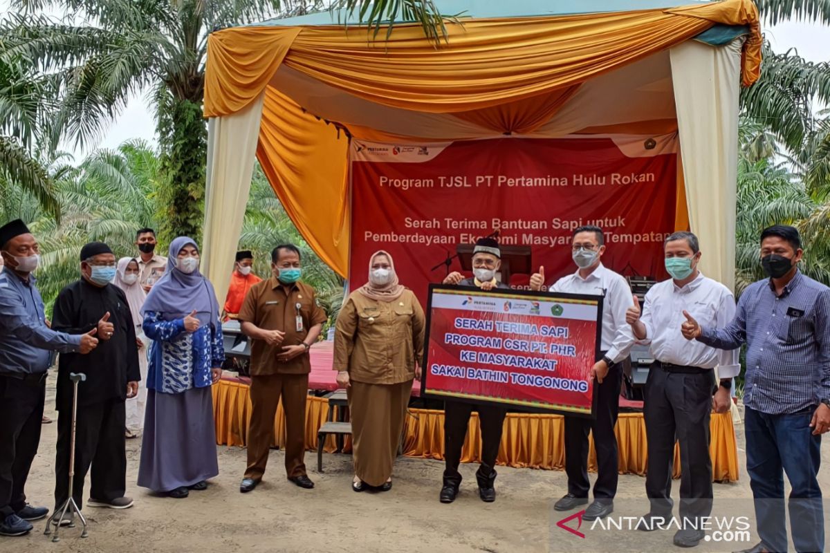 Dorong kemandirian warga Sakai, PHR WK Rokan serahkan bantuan sapi