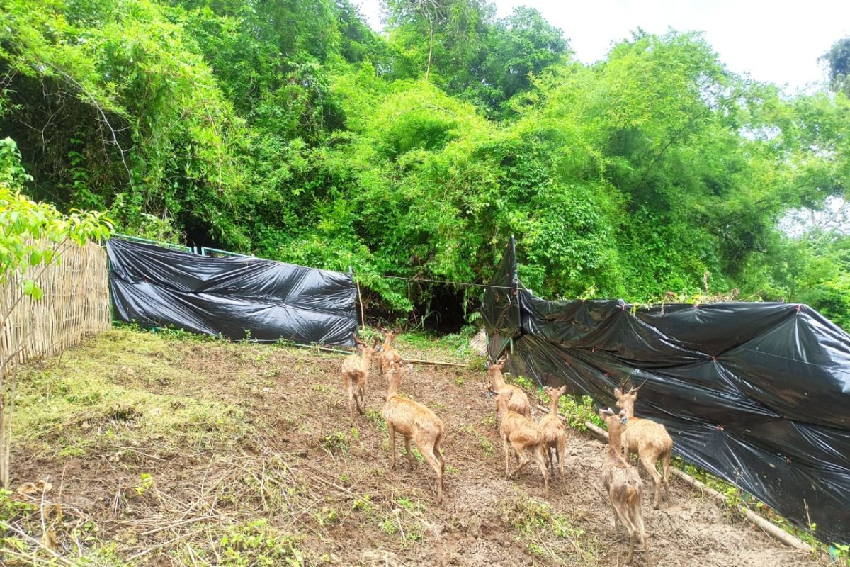 Sembilan ekor rusa timor dilepas di TWA Gunung Tunak