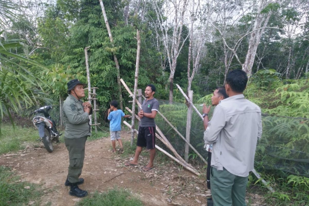 Tiga beruang madu masuki kebun karet warga Kuansing, ini pesan BBKSDA