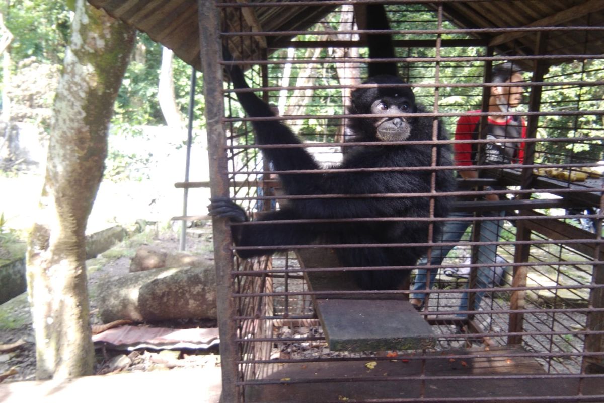 Lama dipelihara Sekda Siak, Siamang ini diserahkan ke BBKSDA Riau