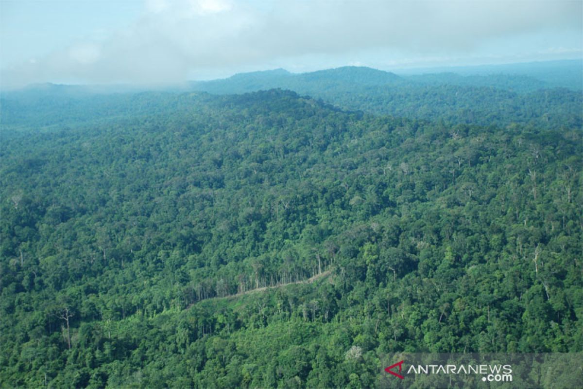 Bukan cabut HGU, KLHK cabut izin pelepasan kawasan hutan