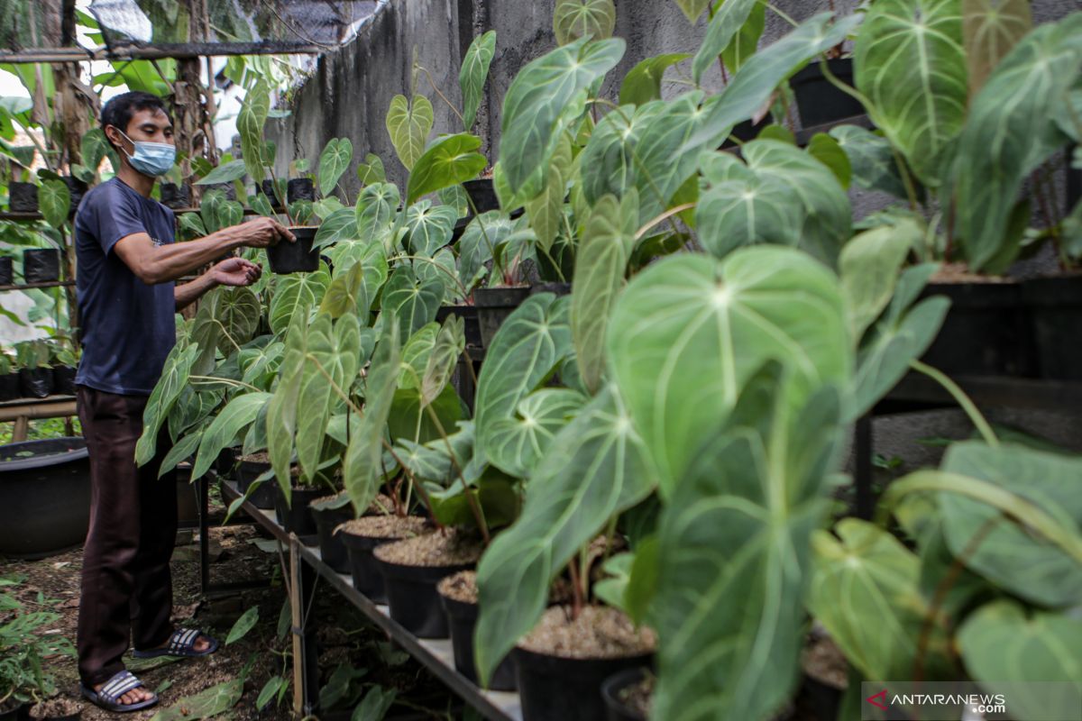 Rekomendasi tanaman hias daun lebar yang bikin rumah lebih hidup