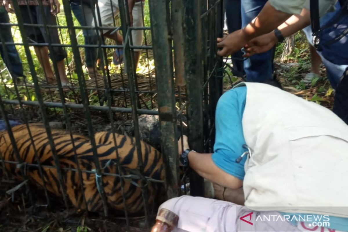 Perjuangan 41 hari berburu harimau Sumatera  di Palembayan Agam