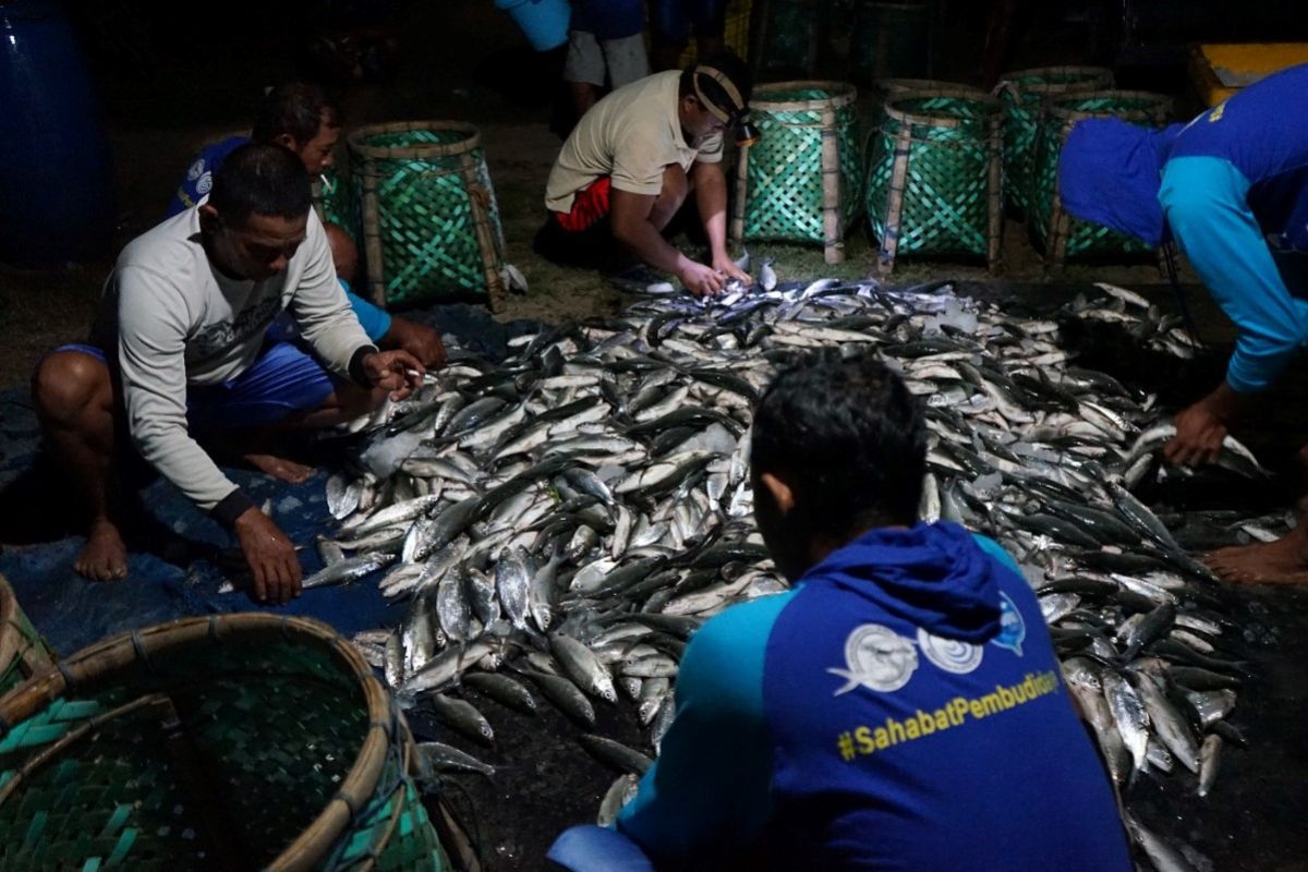 Prospek bisnis bandeng di Jepara menjanjikan