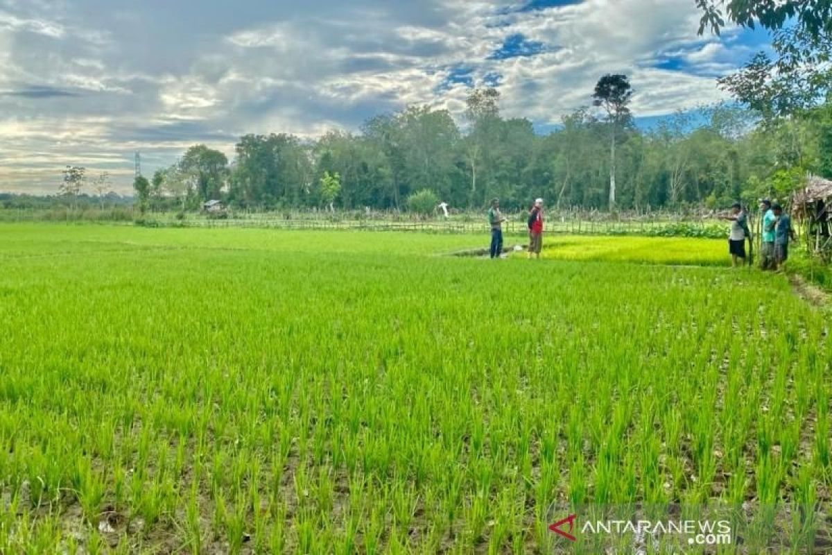 Kemiskinan turun lebih cepat di pedesaan dibanding perkotaan