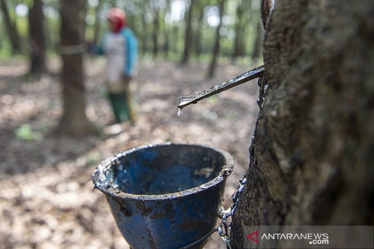 Pabrik karet Sumsel mulai kekurangan bahan baku terpaksa impor dari Vietnam