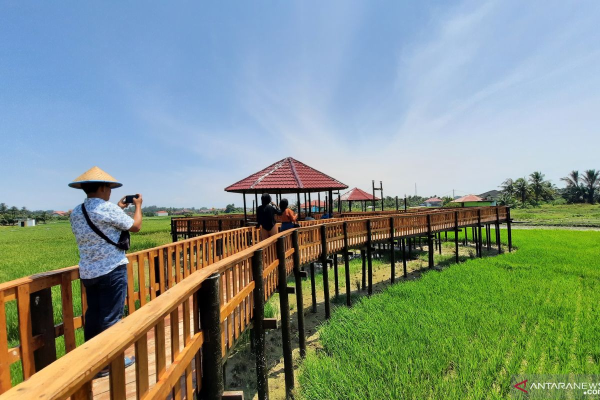 Walikota : Wisata sawah tambah pariwisata edukasi di Pariaman