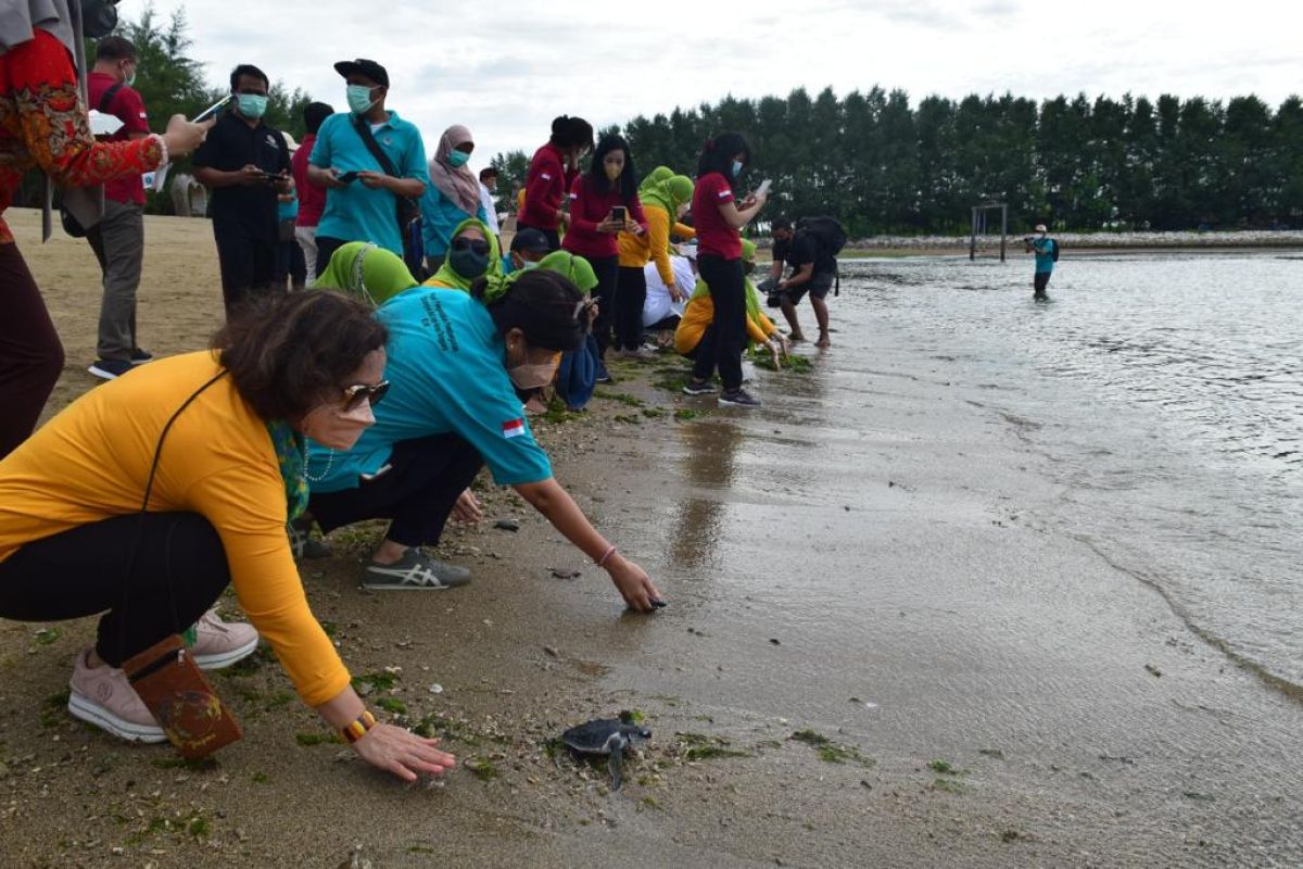 BKSDA Bali lepas liarkan puluhan ekor tukik sisik dan lekang di Sanur