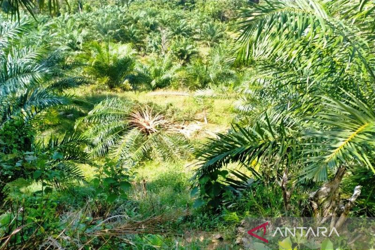 Kawanan gajah obrak-abrik kebun kelapa sawit warga di pedalaman