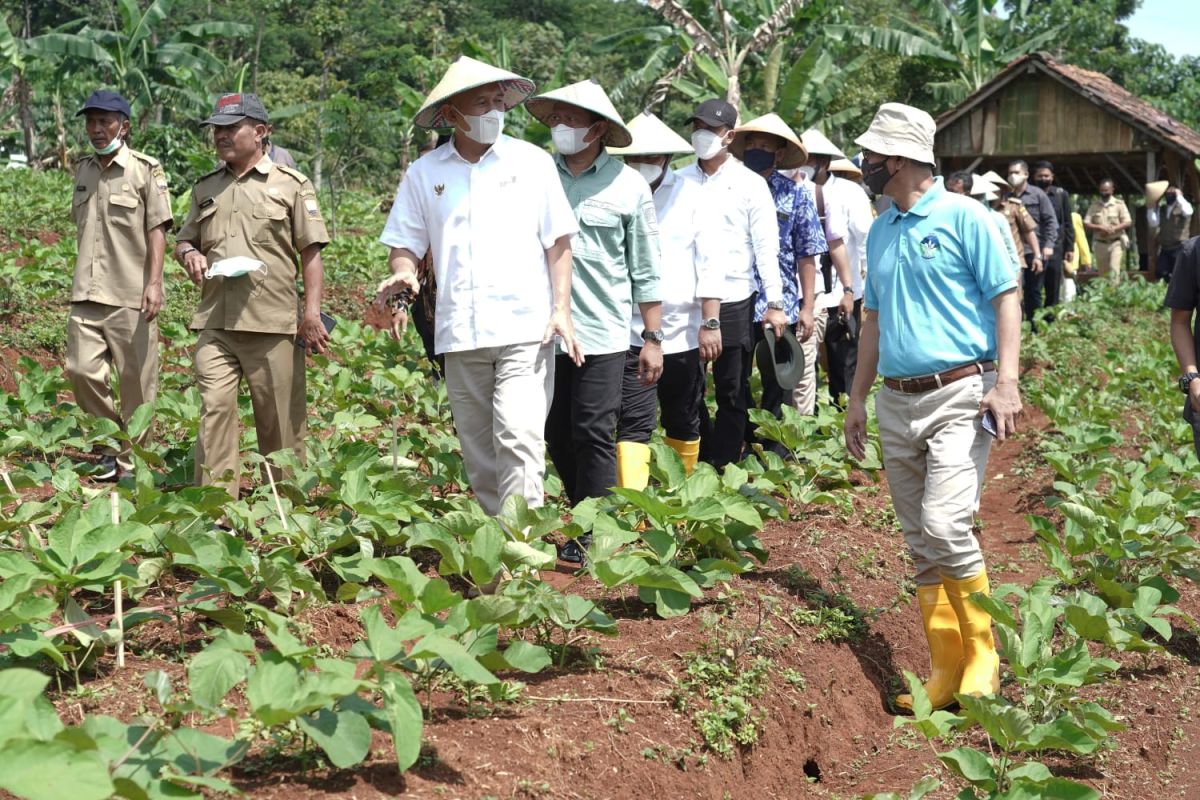 Menkop : Kacang koro dapat jadi pengganti kedelai