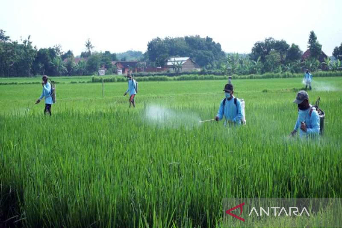 Kementan ajak petani antisipasi hama dan perubahan iklim