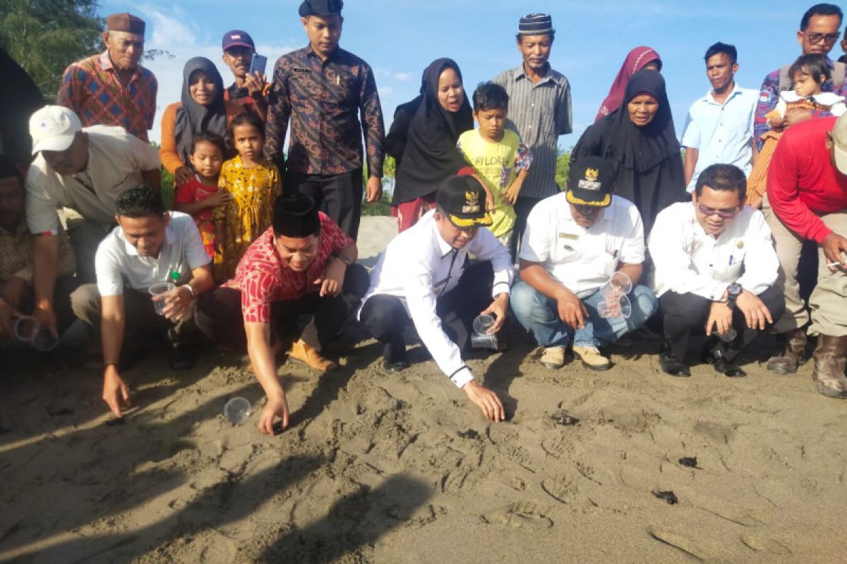 Jaga keanekaragaman laut, seratus ekor tukik dilepas di Pantai Maligi Pasaman Barat