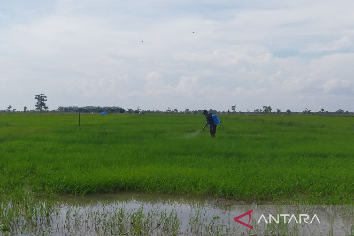 Pemkab Seruyan terima 5.795 ton pupuk bersubsidi dari Kementan