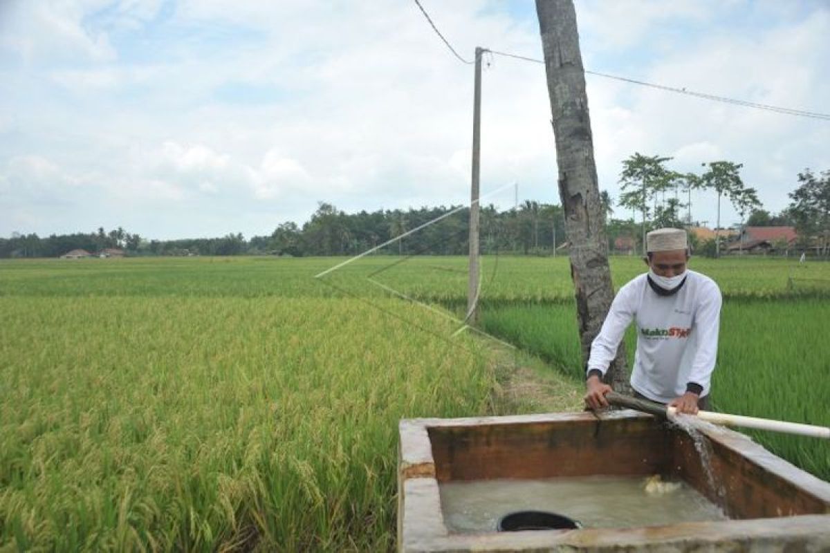 Produktivitas sawah di Sumsel meningkat jadi 5,2 ton GKG per hektare