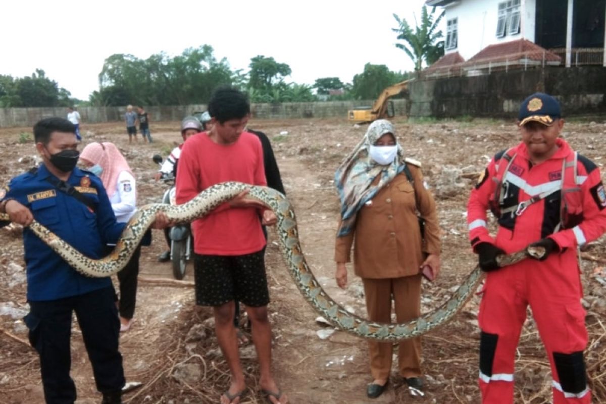 Damkar Makassar amankan ular masuk di pemukiman warga