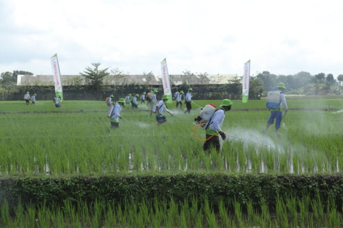 Petrokimia Gresik kerahkan pengendali hama kawal 13.099 hektare lahan melalui program Kotani