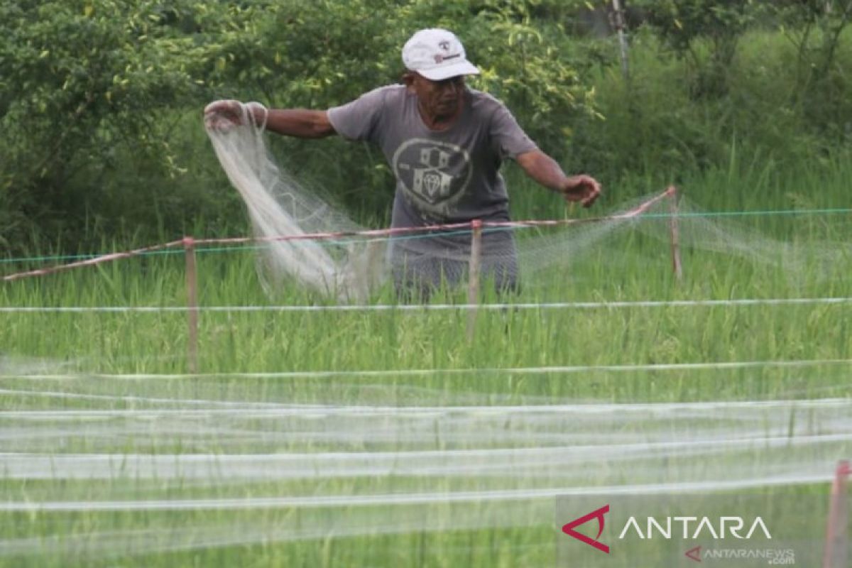 Petrokimia minta petani waspada ancaman hama akibat perubahan iklim