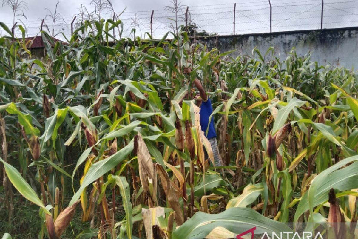 WBP di  Lapas Atambua siap panen jagung