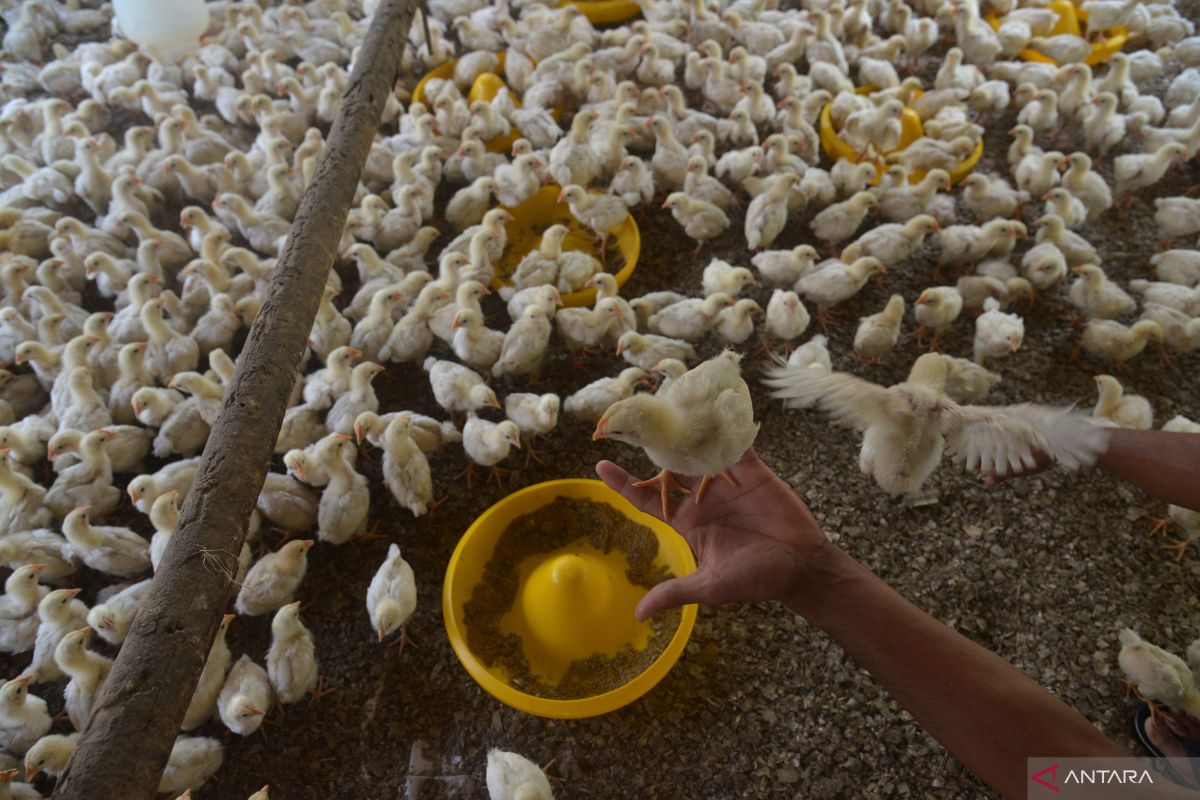 Mahasiswa UGM berinovasi membuat alat pencegah stres pada ayam broiler