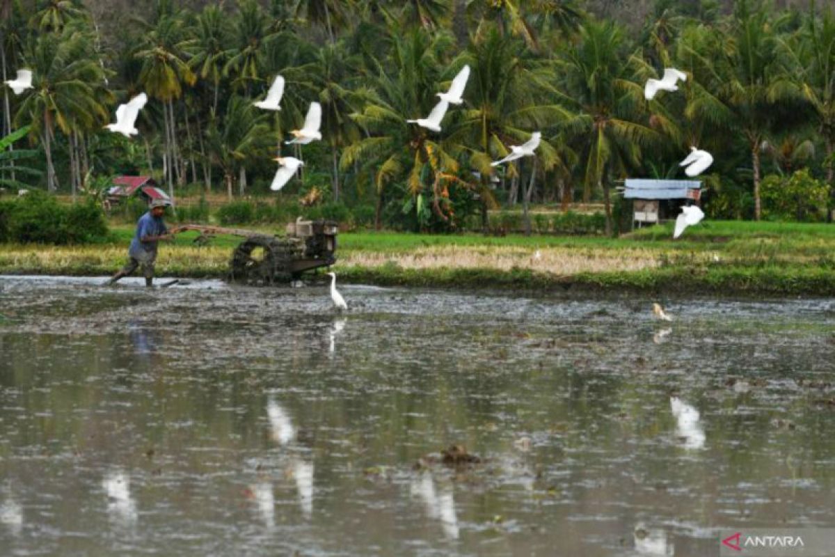 Ekonomi Sulteng tahun 2021  tumbuh 11,70 persen dibanding 2020